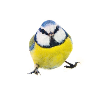 blue titmouse (Parus caeruleus) in various dynamic poses associated with natural behavior. Isolated on a white background, close up