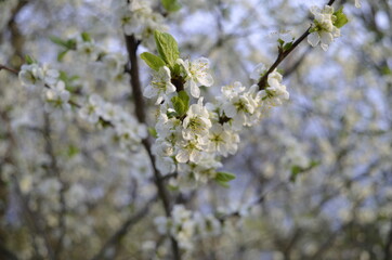 White flowers on a tree