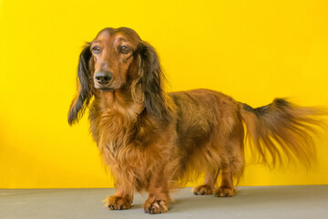 long-haired dachshund portrait