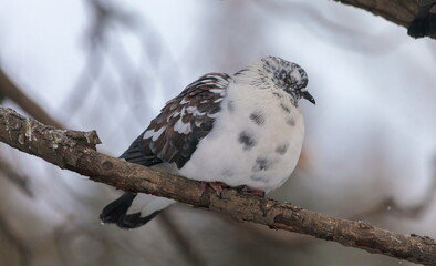 Bird dove in a city Park in autumn