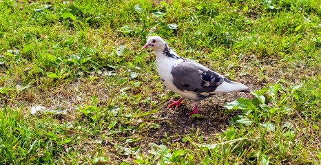 Birds doves on the background of grass in the city