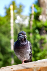 Bird pigeon on the background of trees