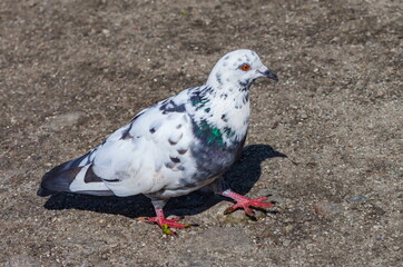 Bird dove on the background of the earth