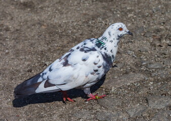 Bird dove on the background of the earth