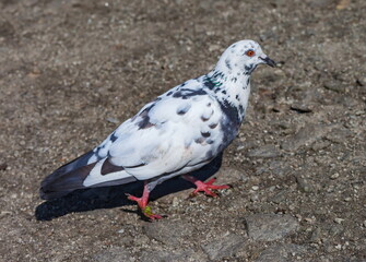 Bird dove on the background of the earth