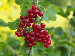 Ripe red currant berries on a branch
