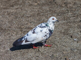 Bird dove on the background of the earth