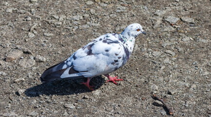 Bird dove on the background of the earth