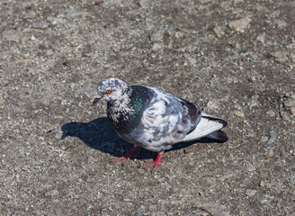 Bird dove on the background of the earth