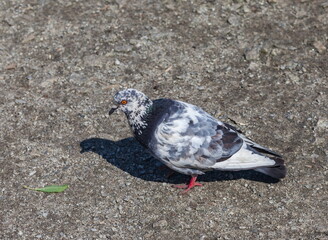 Bird dove on the background of the earth