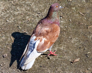 Bird dove on the background of the earth