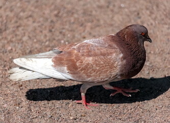 White and brown Pigeon bird closeup on a background of brown granite in the summer