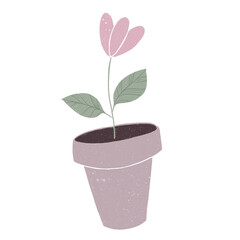Drawing of a pink flower in a pot on a white background. Home plant.