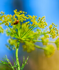 dill flowers grow on a green stem