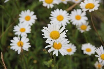Fototapeta premium Field of daisies and chamomiles