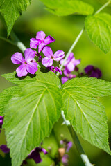 Pretty Purple Wildflower