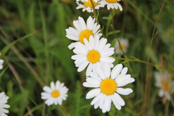 Field of daisies and chamomiles