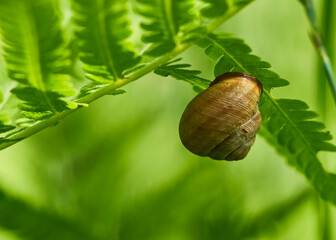 grape snails crawl on fern leaves