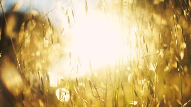 Summer field close up