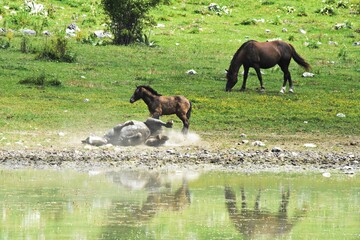 Cavalli al pascolo - (Pizzone - Valle Fiorita - IS)