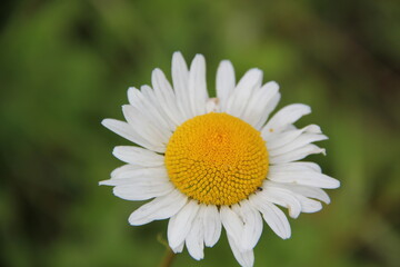Obraz premium Field of daisies and chamomiles