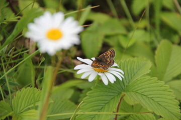 Field of daisies and chamomiles