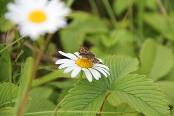 Field of daisies and chamomiles