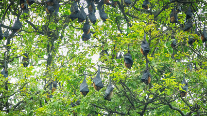 Many Indian flying fox (Pteropus giganteus) hang from a tree during the day's rest. Pests of fruit...
