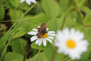 Field of daisies and chamomiles