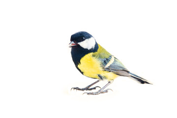 The Great tit (Parus major, male in breeding plumage) is shown in close-up in the statics and...