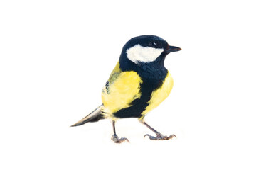 The Great tit (Parus major, male in breeding plumage) is shown in close-up in the statics and...