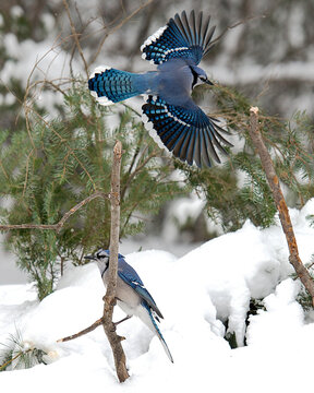 Flying blue jay hi-res stock photography and images - Alamy