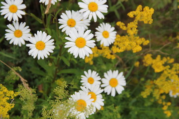 Field of daisies and chamomiles