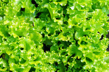fresh leaf green lettuce plant cultivation ona organic farm