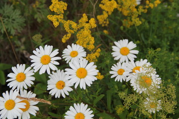 Field of daisies and chamomiles