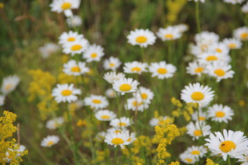 Field of daisies and chamomiles