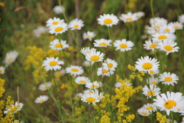 Field of daisies and chamomiles
