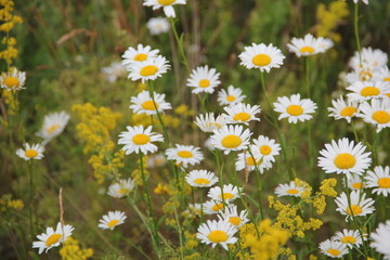 Field of daisies and chamomiles