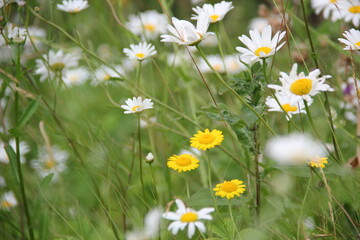 Field of daisies and chamomiles