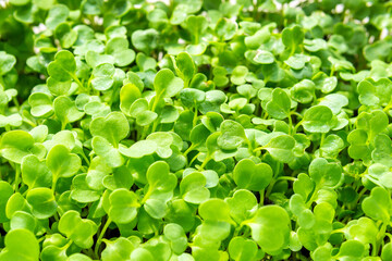 Fototapeta na wymiar micro green background texture, growing organic products at home. selective focus
