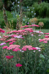 Colourful achillea flowers in the historic walled garden at Eastcote House Gardens, in the Borough of Hillingdon, London, UK © Lois GoBe