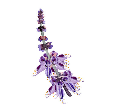 Patchouli Flower Images Browse 941 Stock Photos Vectors and