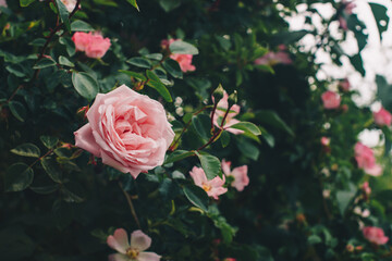 Fresh pink roses in  garden with copy space. Natural vintage background of green leaves and flower. Photo for floral shop, Flowers delivery. Concept of gardening,seedling. Close up.