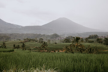 rice terraces Tegalalang in Indonesia