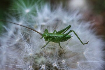 A green grasshopper on a dandelion.

