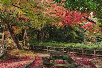 秋真っ盛りの庭園