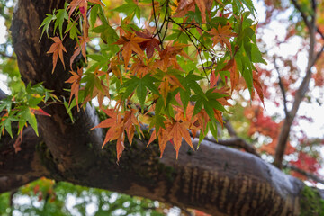 雨に濡れるモミジ