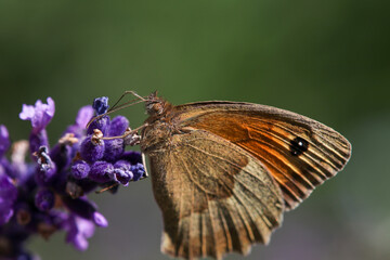 Meadow brown butterfly, Maniola jurtina