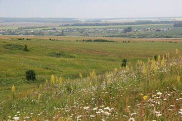 Summer landscape. Russian field. Nature view
