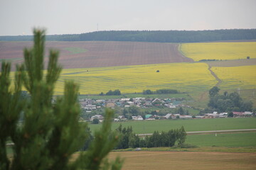 Summer landscape. Russian field. Nature view